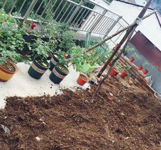 养花旧土该如何重复利用掌握这些，不用多费劲就能变成新土