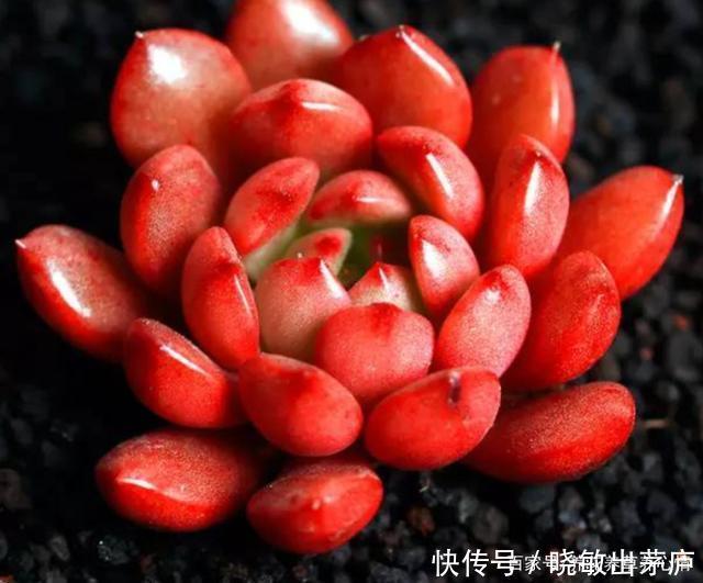 6种皮实好养的多肉，冬天阳光一照叶色鲜红鲜红的