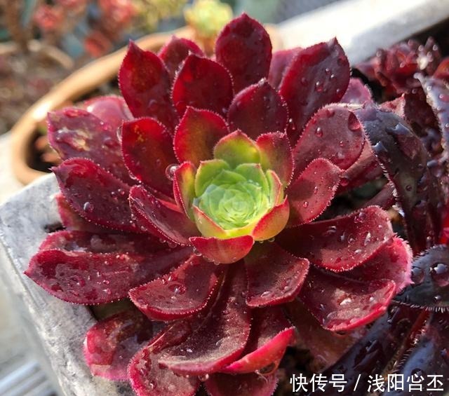 养多肉,要学会“虐养”,才能养出好状态!