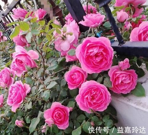 疯长|3种花不怕冷，遇水就疯长，寓意美好，花期超长！
