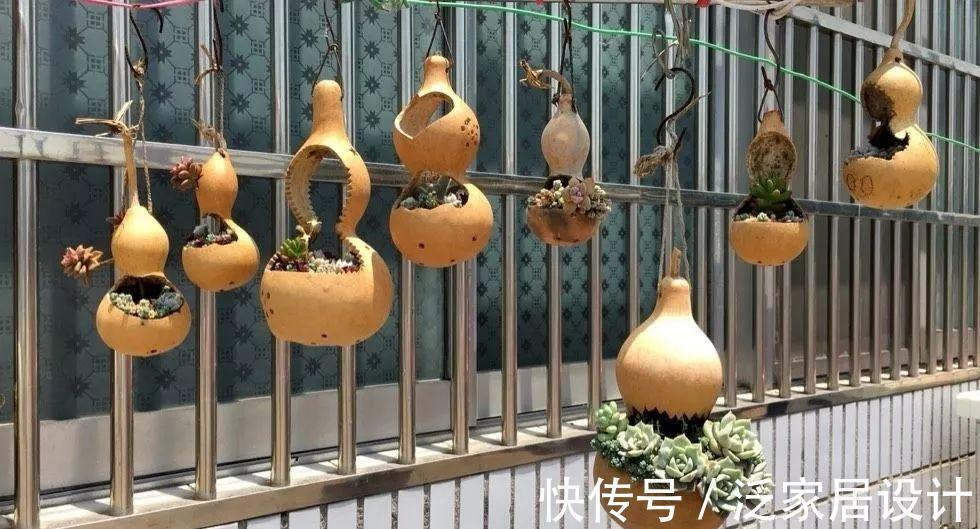 叶插|用葫芦种多肉，一养就是三年，邻居给钱都不卖