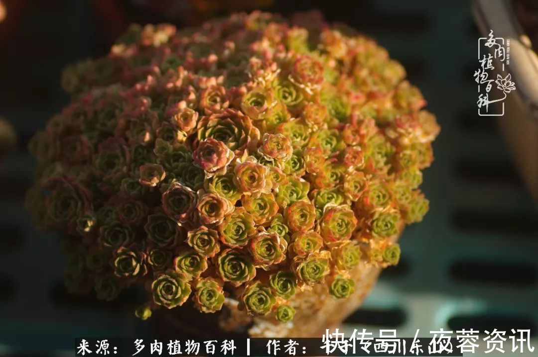 夏天|夏天日晒雨淋,秋老虎来势汹汹,你的多肉准备好逆袭了吗