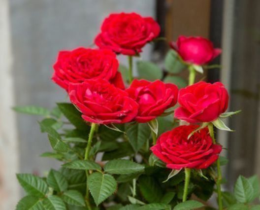 凤仙花|公认最美的3种花,谁见了都喜欢,好养又漂亮,烂漫迷人眼