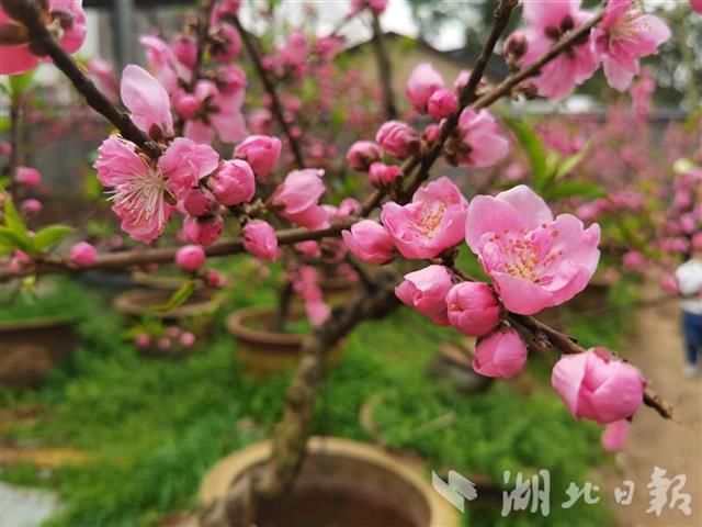 朵朵花儿踏春来 植物学者教你认花