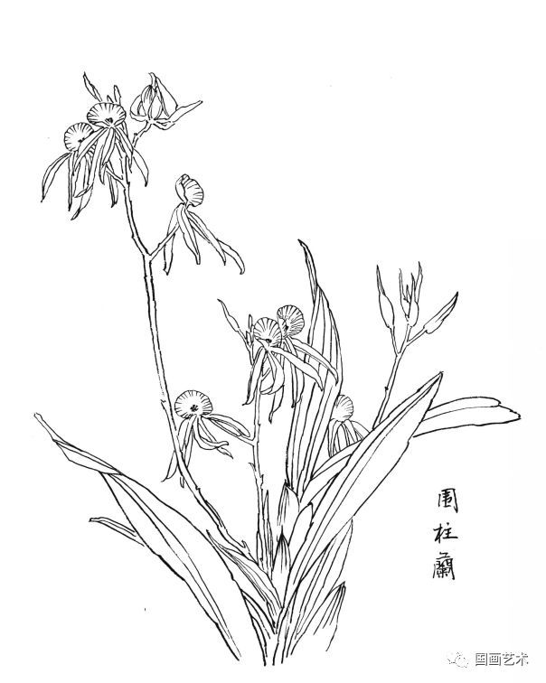  白描|花卉白描图谱选页分享