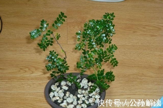 家里气味难闻，养3种绿植错不了，家里一整天都香喷喷