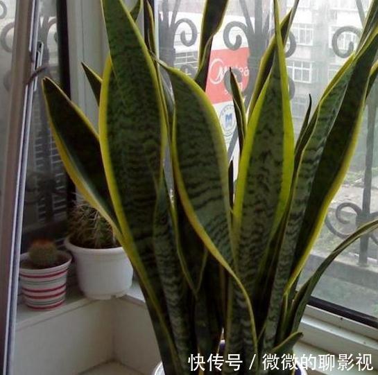 家里空气差，气候干燥，买3盆花摆家里，气候宜人，很舒适