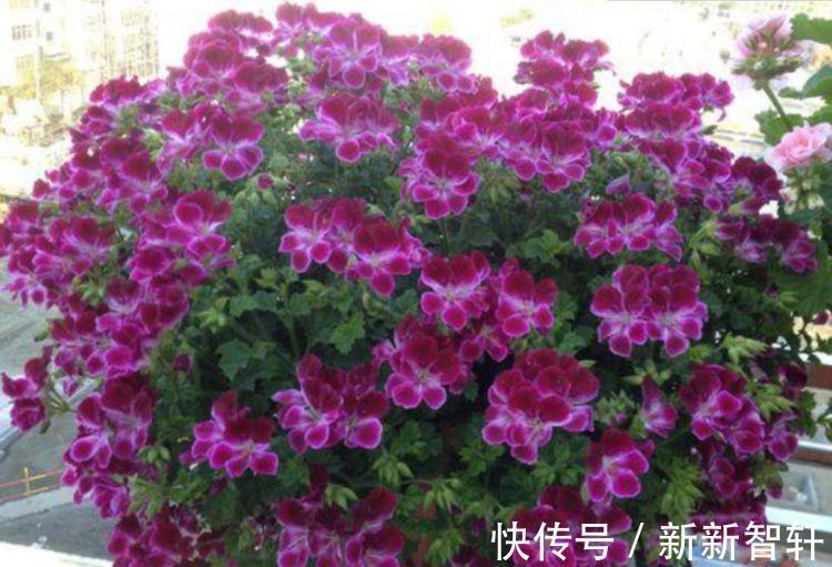 茉莉花|几种花超爱开花，清香怡人，连年开花，满室生香，花开美观又大气