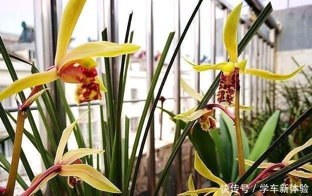 兰花架|为什么楼房阳台养兰花难是这几个原因你没懂,兰友明白了!