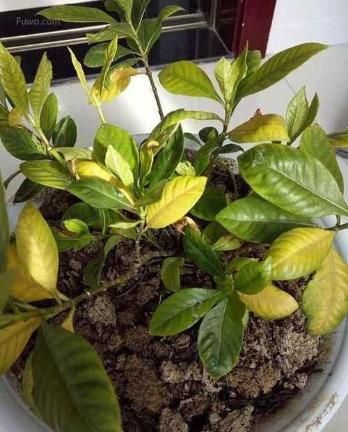 养花总是黄叶,那是忽略了这3处“细节”,后悔刚知道