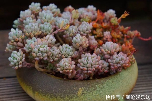 桃蛋|5种颜值超高的多肉,粉粉的肉嘟嘟,最适合新手养了!