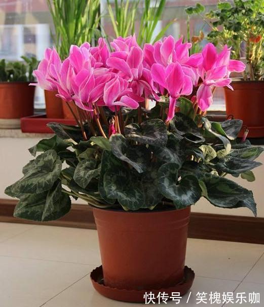 此种植物是多年生长的球根花,又叫兔耳花,花开2、3朵成簇