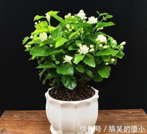 浇花|用阿司匹林浇花,这个方法瞒了你多久了