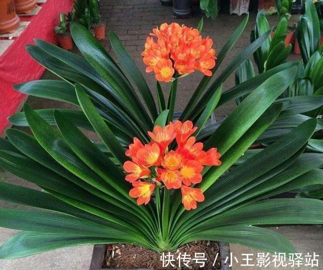 养护|5种“耐阴花”,家里采光差,一样常开花,高端大气又好养