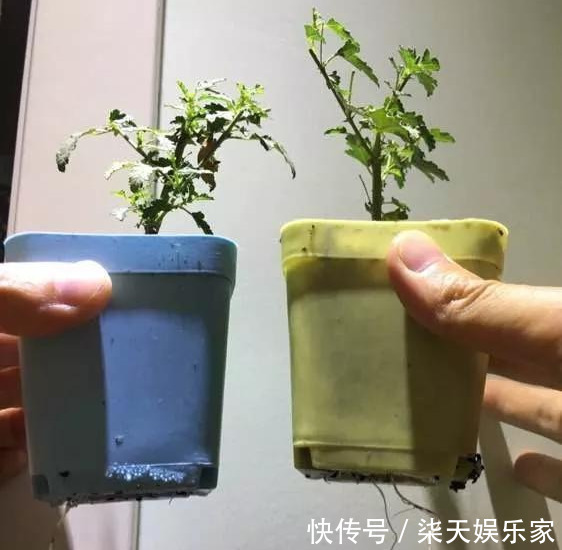 秋季|3种枝条泡水里,10天长根,一次开花100朵,水培成活率更高!