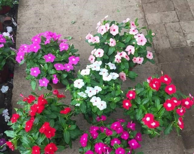 号称开花机器，一开就是300天，插土里就能活，阳台变花海