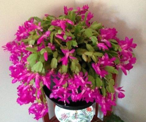 蟹爪兰扦插不生根做好这“几点”,长根快,新芽不断往外冒!