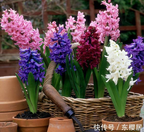 美极了|10种漂亮的年宵花，秋天养一盆正当时，绽放整个冬天，你养过几种