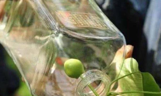 放到瓶中|五粮液“永不分梨”酒的梨,是怎么放进去的商家表示小菜一碟