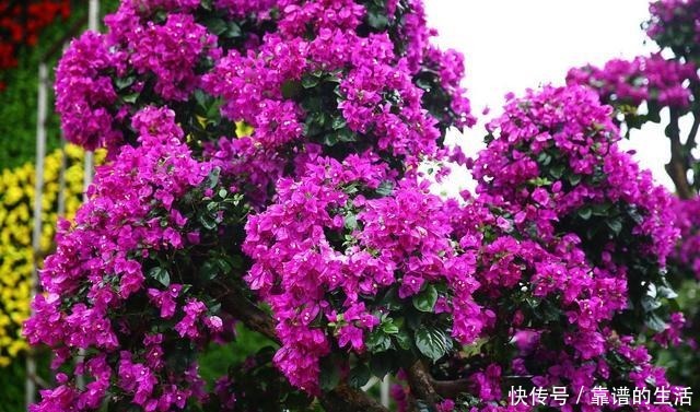 想让三角梅提前发芽,满足2个条件就行!