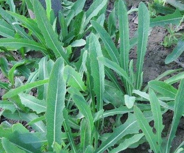 救命草|农村的这一种“救命草”，以前被人嫌弃，殊不知竟竟是养生良药！