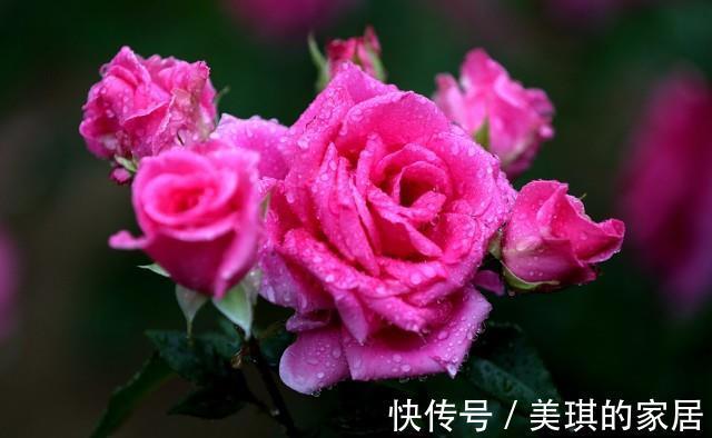 施肥|九月入手月季,赶紧做4点,上冻前还会再开花