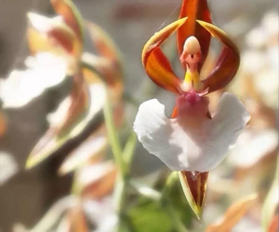 太太太漂亮了,绝对没有见过,发到群里,朋友们会爱死你的!