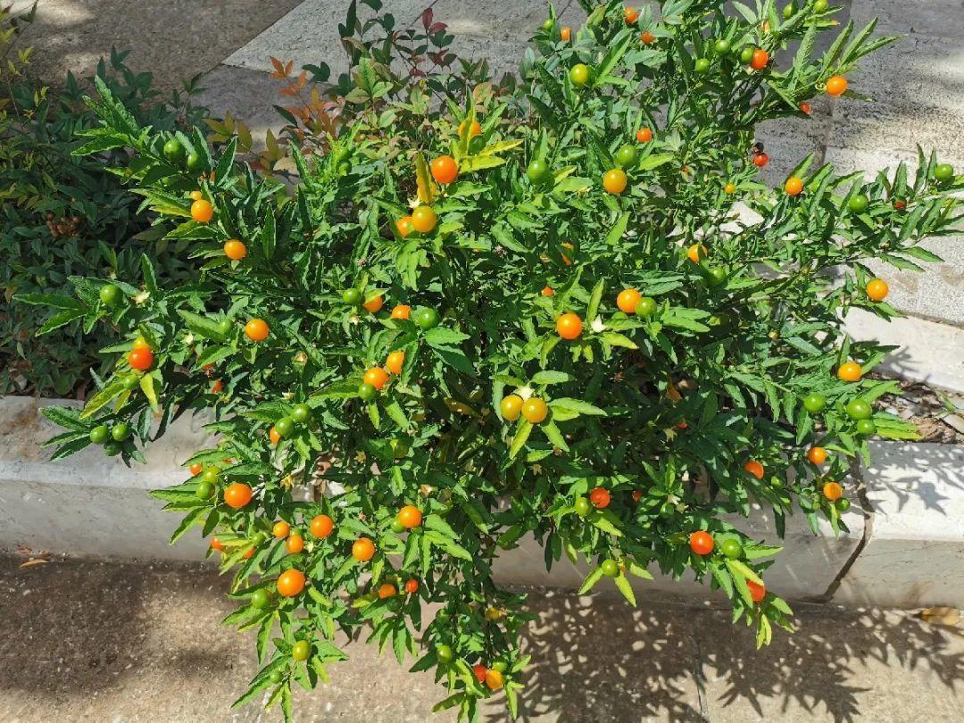 有毒性|20种有毒花,出门别乱摘,有小孩的特别注意