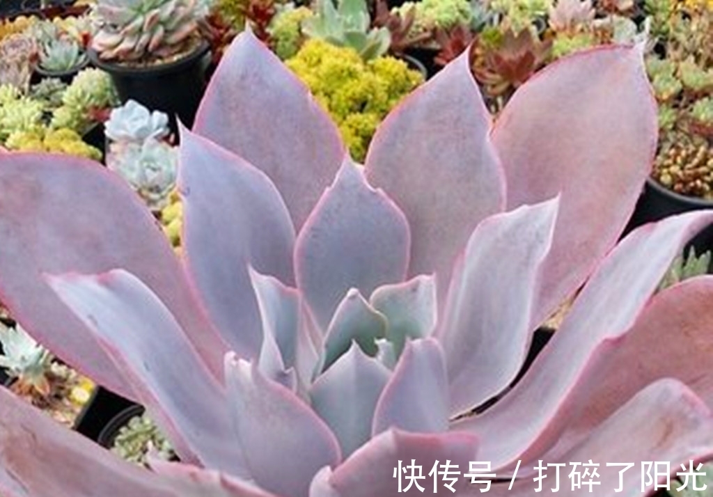 唐印|看到5种多肉,仿佛置身优美景色之中,满目都是美不胜收