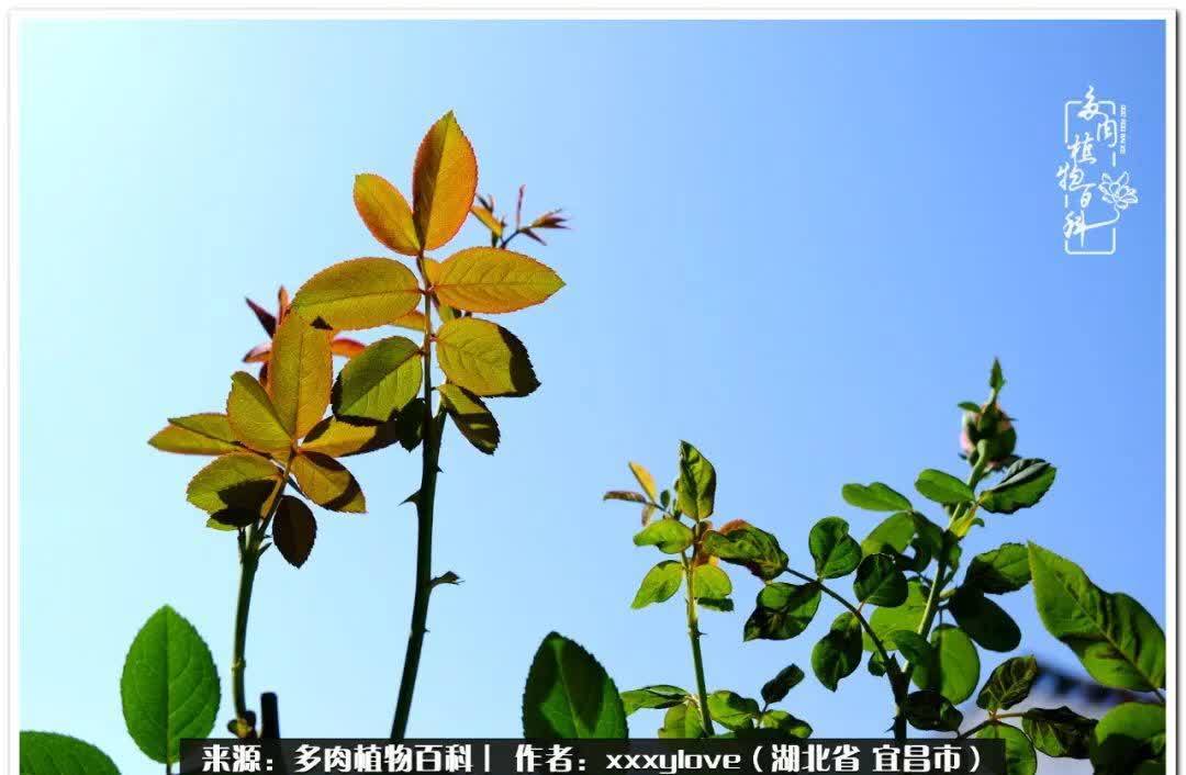 时光匆匆,一闪而逝,这世间万物的美,都值得被记录!