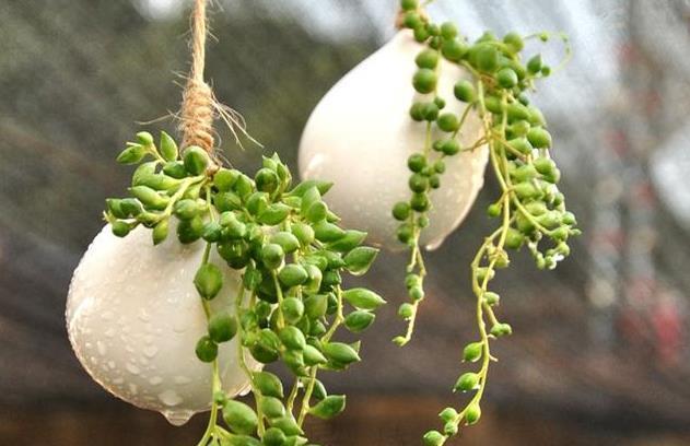 垂吊性|比珍珠还珍贵的多肉绿植,像手串一样好看,家里别再养吊兰了