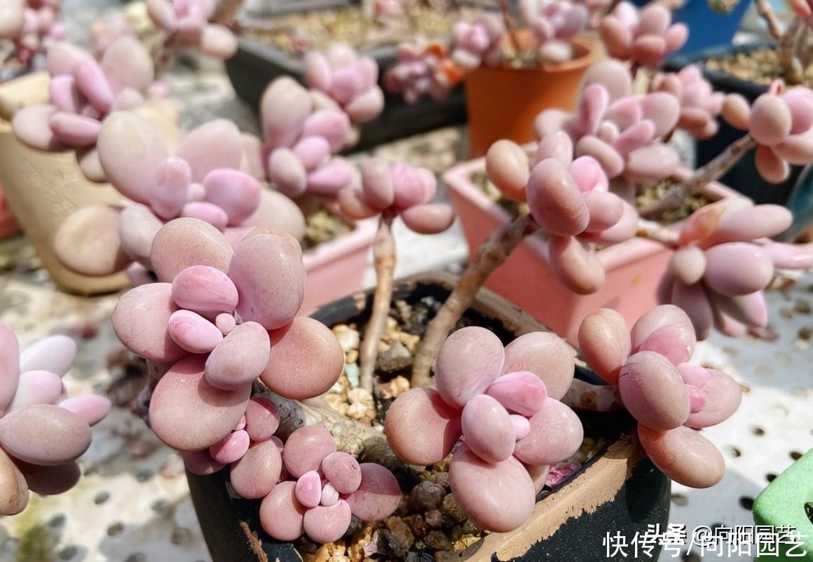 温差|秋天养多肉，多晒太阳，多浇水，秋天温差大，多肉状态更好