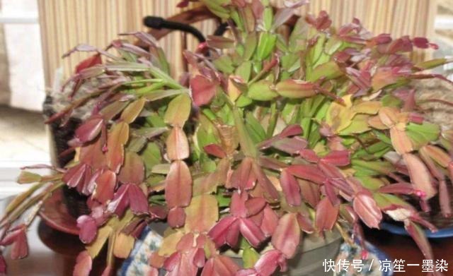 蟹爪兰叶子发红,6个原因全在这里,新手必看!