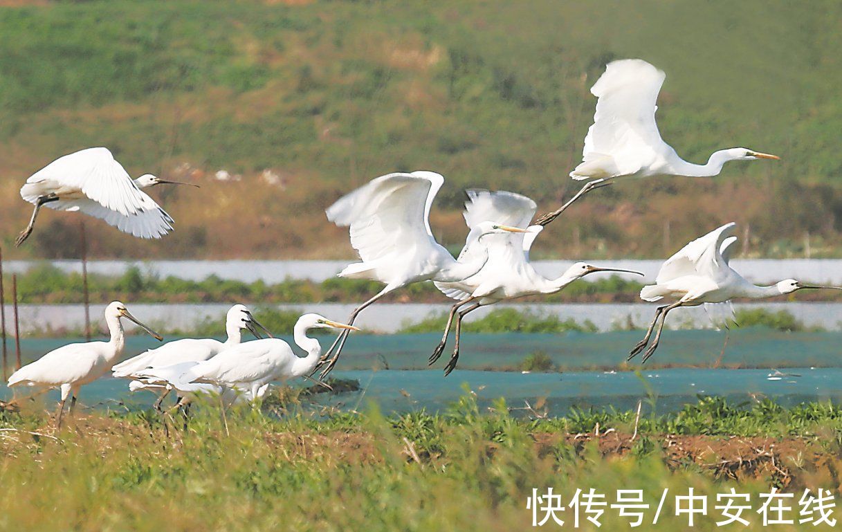 浪花|浪花里飞出欢乐的歌