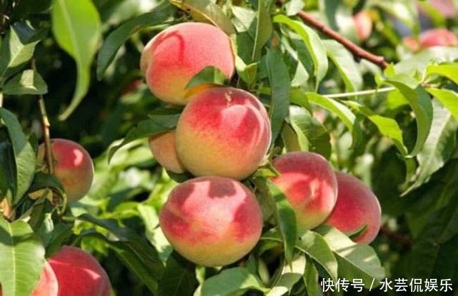 排毒养颜|三伏天来了,不妨多吃以下水果 ,排毒养颜,呵护肌肤,好处多多