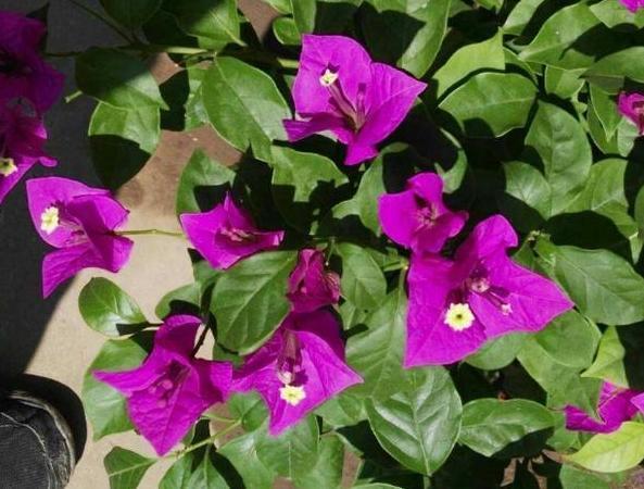 养殖''开花机器''三角梅,盆栽掌握3步操作,砰砰开花挡不住