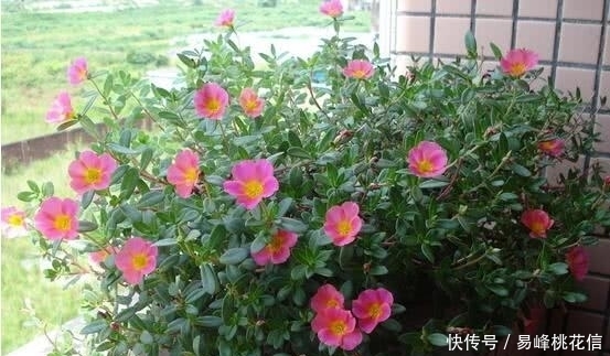 养花需要注意的,这几种花卉是不需要经常浇水的,不然会害死它!