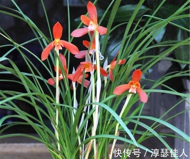 比“鸡血”还红的兰花，先绿后红色渐浓，勤花勤草好养活