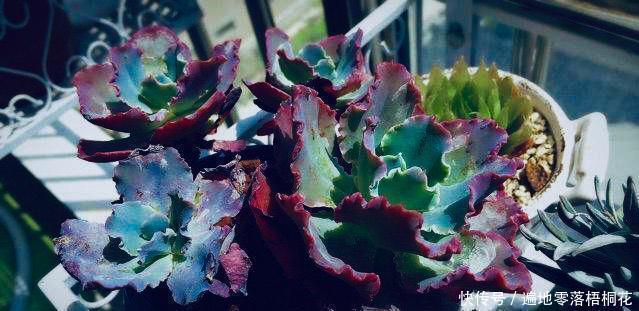 意境|10款意境深远的蓝色系多肉!养成老桩美呆了!越养越爱!