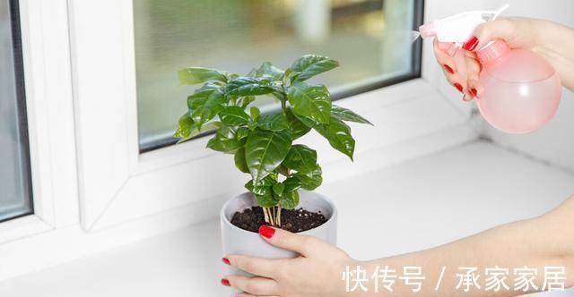花友|3种有品位,有格调的绿植,养在家里很吸睛