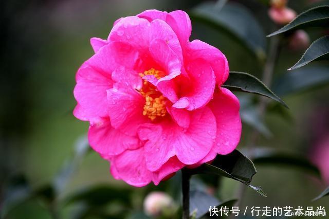 秋天|现在开始，2种花不能修剪，否则秋天见叶不见花！