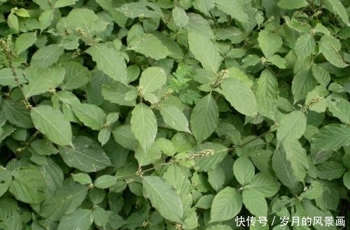 野草|这种农村常见的野草,结果期很长,是活血祛瘀的良药