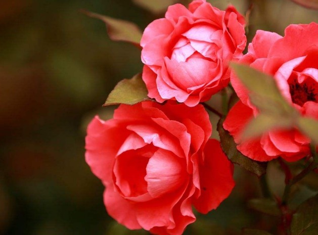 养护月季，掌握一个小技巧，花色艳丽，开花开爆盆