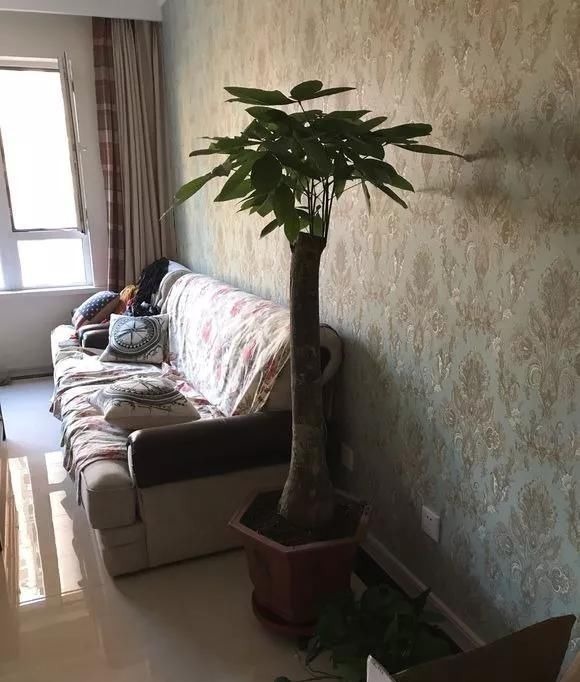 4种花现在还不能多浇水，少浇水反而长得旺，非常适合懒人盆栽