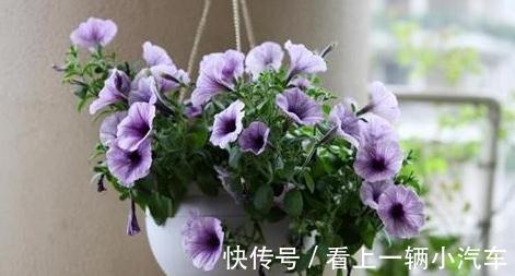 冬季阳台养3种花,花期长,花朵大,数量多,轻松开爆盆