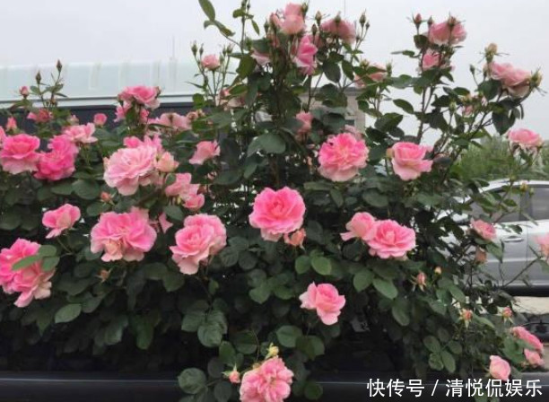 花芽|让“月季”开花不断学会3个方法,花芽嗖嗖冒,花大色艳开满盆