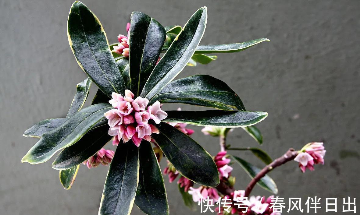 适合秋季养的10种花,代表冬天还能做年宵花,养在家里红火喜庆