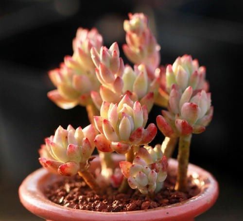  要点|养多肉小美人，了解掌握几个要点，养出橘黄果冻色，十分出众