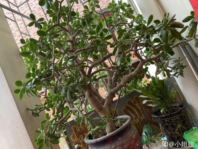 叶子|嫌花长的丑,趁现在砍头,满盆都是新叶子!