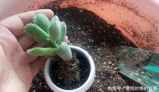 多肉换盆取不出来咋整?资深肉友:教你3招